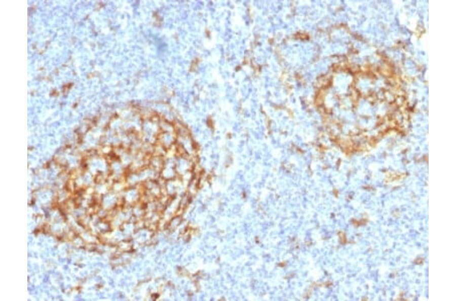 Immunohistochemistry (formalin-fixed, paraffin-embedded) - Anti-CD14 Antibody [LPSR/2397] (CF®488A) (A353946) - Antibodies.com