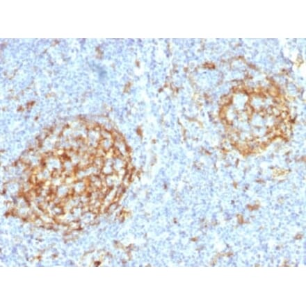 Immunohistochemistry (formalin-fixed, paraffin-embedded) - Anti-CD14 Antibody [LPSR/2397] (Biotin) (A353948) - Antibodies.com