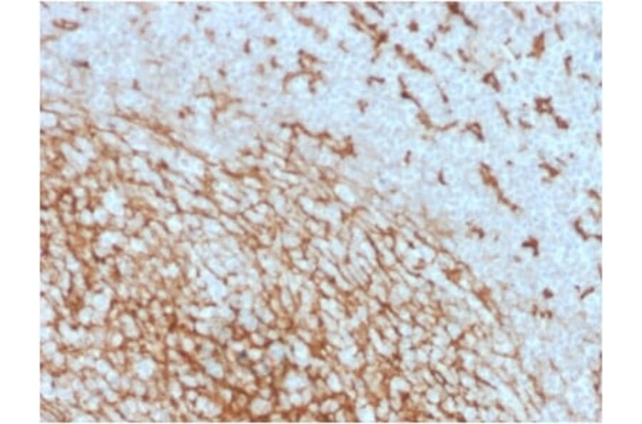Immunohistochemistry (formalin-fixed, paraffin-embedded) - Anti-CD14 Antibody [LPSR/2408] (CF®405S) (A353949) - Antibodies.com