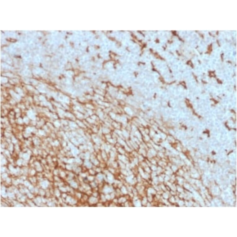 Immunohistochemistry (formalin-fixed, paraffin-embedded) - Anti-CD14 Antibody [LPSR/2408] (CF®488A) (A353954) - Antibodies.com