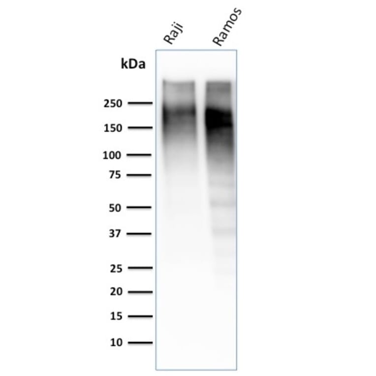 Wstern Blot - Anti-Ki67 Antibody [MKI67/2462] (CF®640R) (A353982) - Antibodies.com