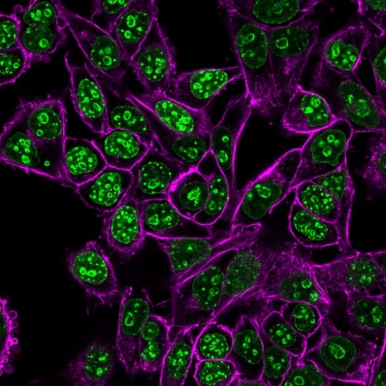 Immunofluorescence - Anti-Ki67 Antibody [MKI67/2462] (CF®740) (A353985) - Antibodies.com