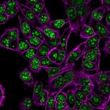 Immunofluorescence - Anti-Ki67 Antibody [MKI67/2462] (CF®740) (A353985) - Antibodies.com