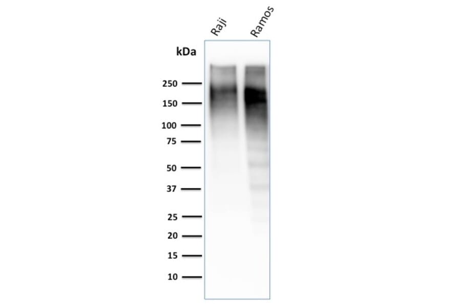 Wstern Blot - Anti-Ki67 Antibody [MKI67/2462] (Biotin) (A353988) - Antibodies.com