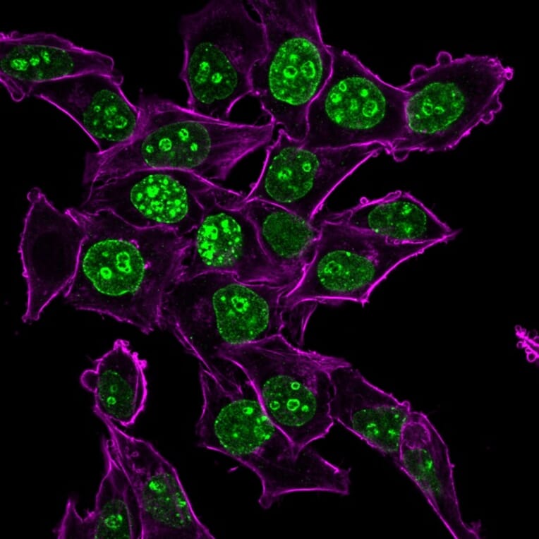 Immunofluorescence - Anti-Ki67 Antibody [MKI67/2465] (CF®568) (A354000) - Antibodies.com