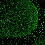 Immunofluorescence - Anti-Ki67 Antibody [MKI67/2466] (CF®647) (A354007) - Antibodies.com