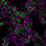Immunofluorescence - Anti-Ki67 Antibody [MKI67/2466] (CF®740) (A354009) - Antibodies.com