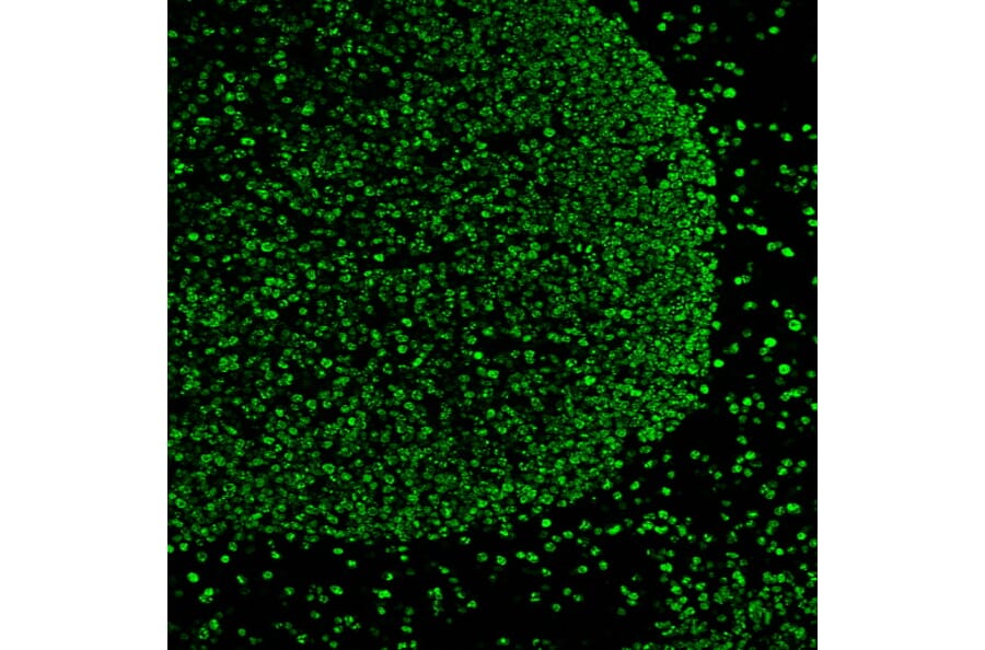 Immunofluorescence - Anti-Ki67 Antibody [MKI67/2466] (Biotin) (A354012) - Antibodies.com
