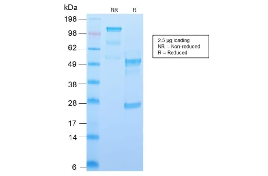 SDS-PAGE - Anti-CD34 Antibody [HPCA1/2598R] (CF®405S) (A354037) - Antibodies.com