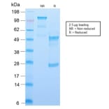 SDS-PAGE - Anti-CD34 Antibody [HPCA1/2598R] (CF®488A) (A354042) - Antibodies.com