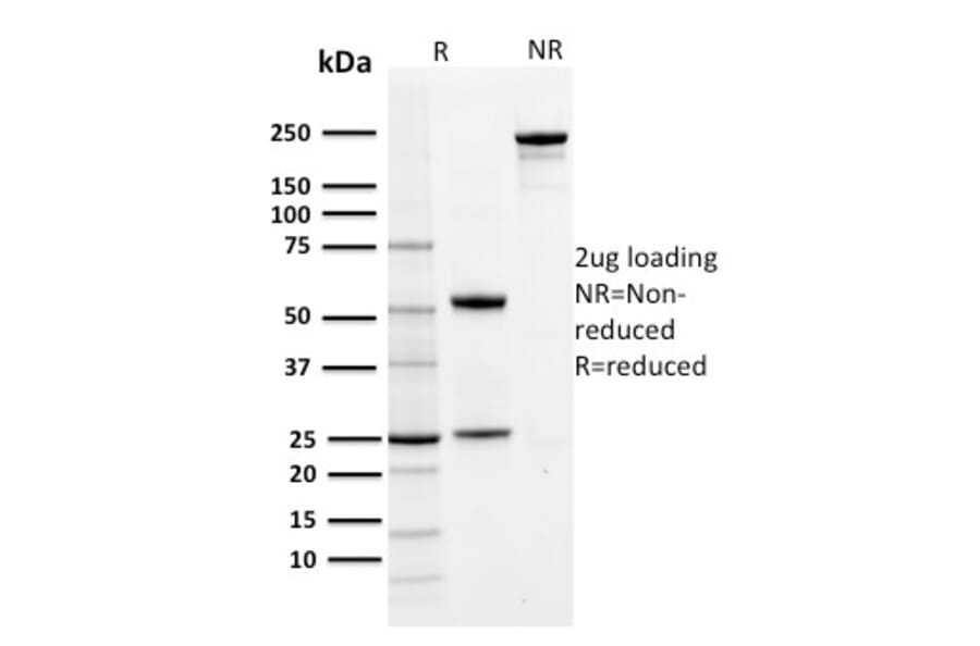 SDS-PAGE - Anti-PD-L1 Antibody [PDL1/2742] (CF®568) (A354073) - Antibodies.com