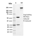 SDS-PAGE - Anti-PD-L1 Antibody [PDL1/2742] (CF®568) (A354073) - Antibodies.com