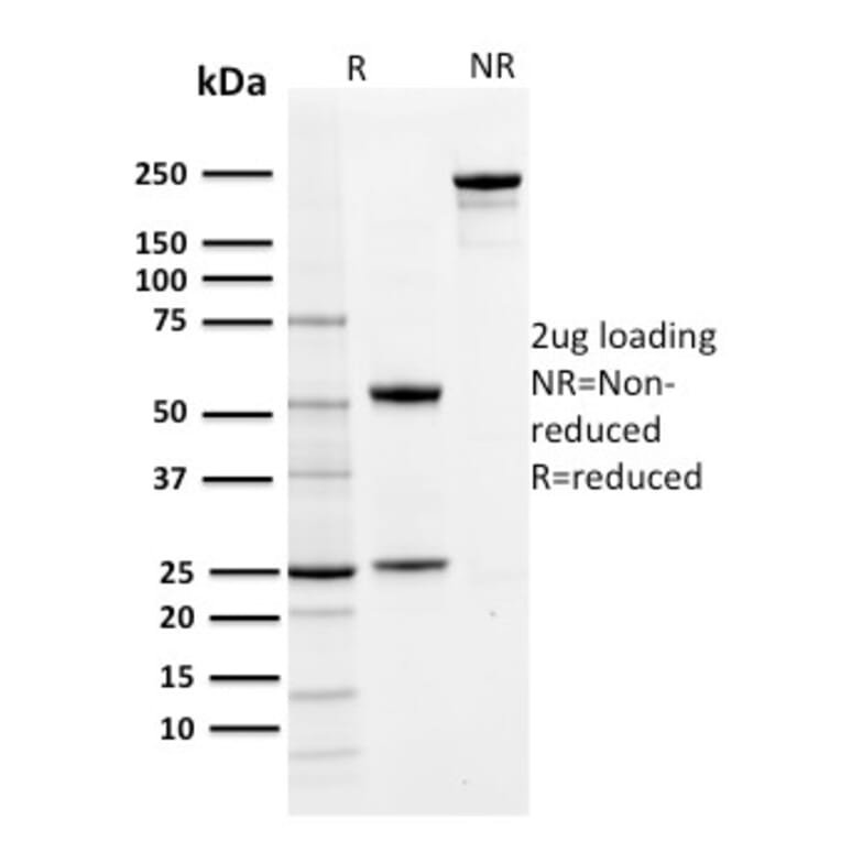 SDS-PAGE - Anti-PD-L1 Antibody [PDL1/2742] (CF®488A) (A354075) - Antibodies.com