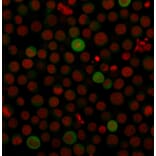 Immunofluorescence - Anti-PD-L1 Antibody [PDL1/2743] (CF®568) (A354081) - Antibodies.com