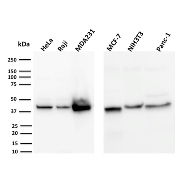 Wstern Blot - Anti-PD-L1 Antibody [PDL1/2744] (CF®640R) (A354087) - Antibodies.com