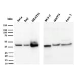 Wstern Blot - Anti-PD-L1 Antibody [PDL1/2744] (CF®640R) (A354087) - Antibodies.com