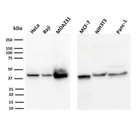 Wstern Blot - Anti-PD-L1 Antibody [PDL1/2744] (CF®568) (A354089) - Antibodies.com