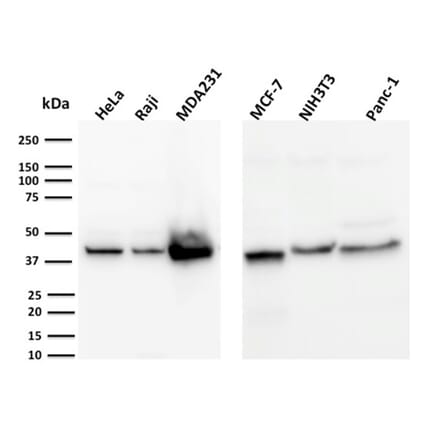 Wstern Blot - Anti-PD-L1 Antibody [PDL1/2744] (CF®568) (A354089) - Antibodies.com