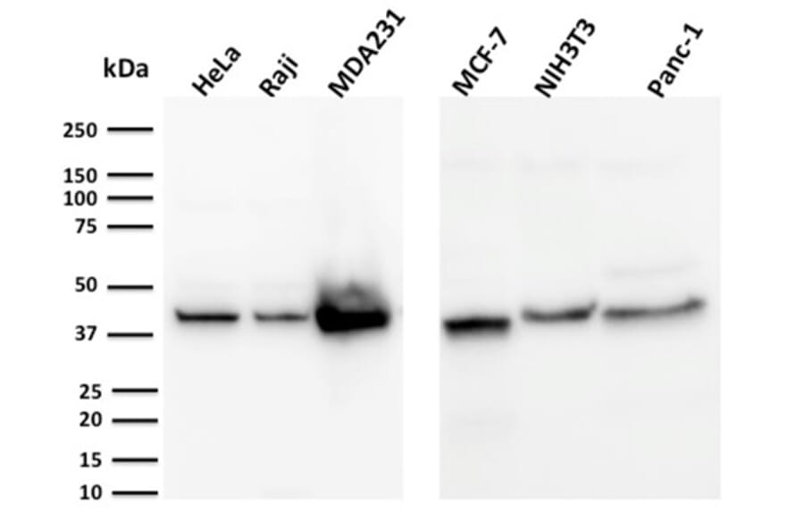 Wstern Blot - Anti-PD-L1 Antibody [PDL1/2744] (CF®594) (A354092) - Antibodies.com