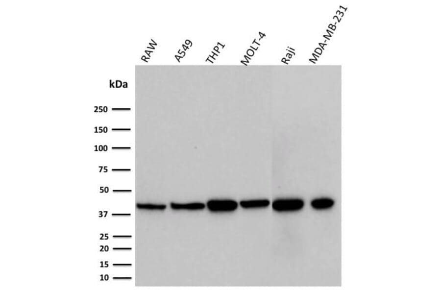 Wstern Blot - Anti-PD-L1 Antibody [PDL1/2746] (CF®640R) (A354103) - Antibodies.com