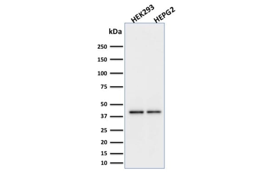 Wstern Blot - Anti-PD-L1 Antibody [PDL1/2746] (CF®640R) (A354103) - Antibodies.com