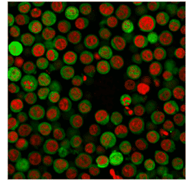Immunofluorescence - Anti-PD-L1 Antibody [PDL1/2746] (CF®568) (A354106) - Antibodies.com