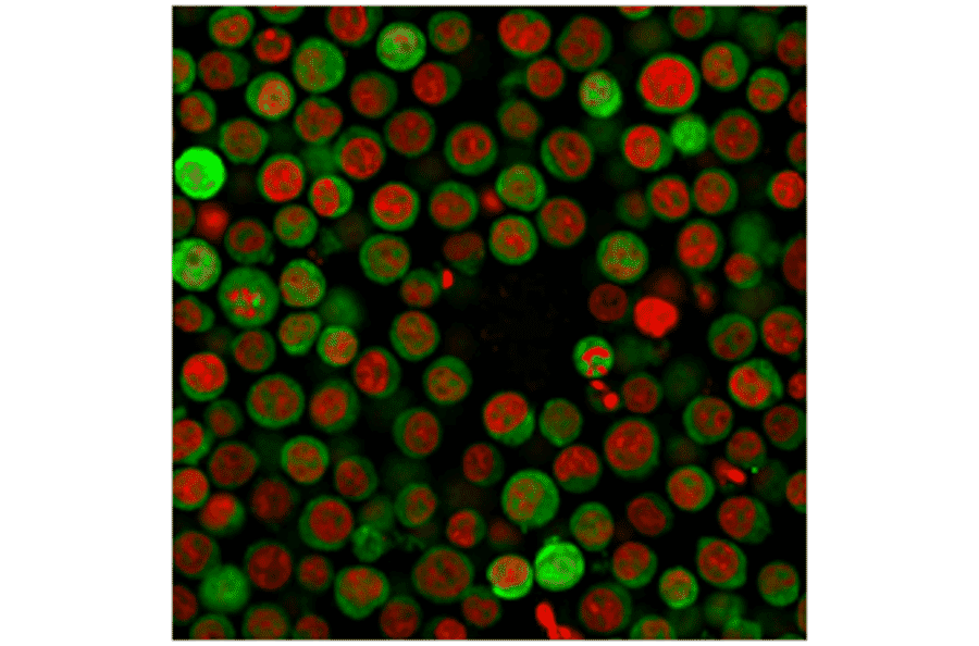 Immunofluorescence - Anti-PD-L1 Antibody [PDL1/2746] (CF®568) (A354106) - Antibodies.com