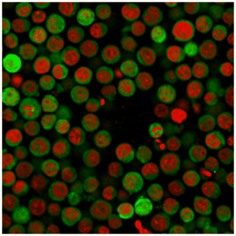Immunofluorescence - Anti-PD-L1 Antibody [PDL1/2746] (CF®740) (A354107) - Antibodies.com