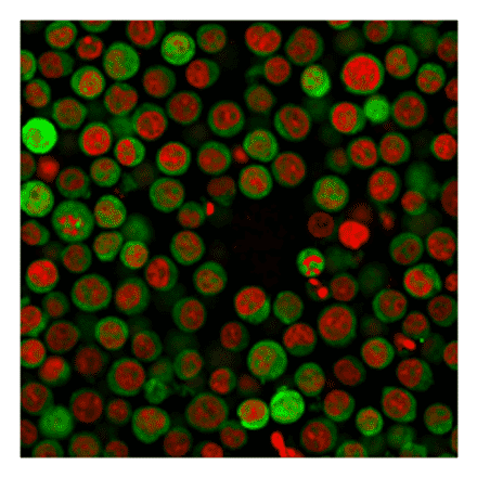 Immunofluorescence - Anti-PD-L1 Antibody [PDL1/2746] (CF®594) (A354109) - Antibodies.com