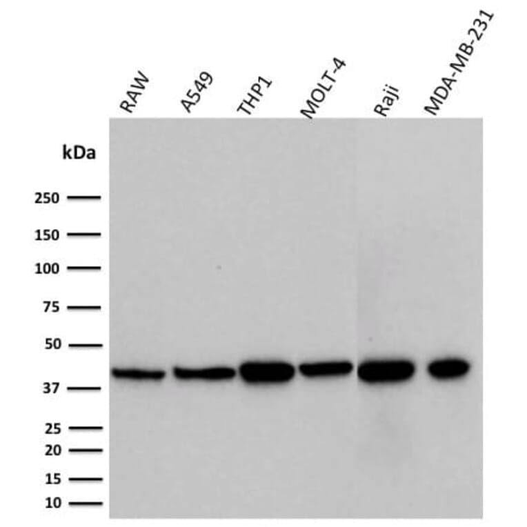Wstern Blot - Anti-PD-L1 Antibody [PDL1/2746] (CF®594) (A354109) - Antibodies.com