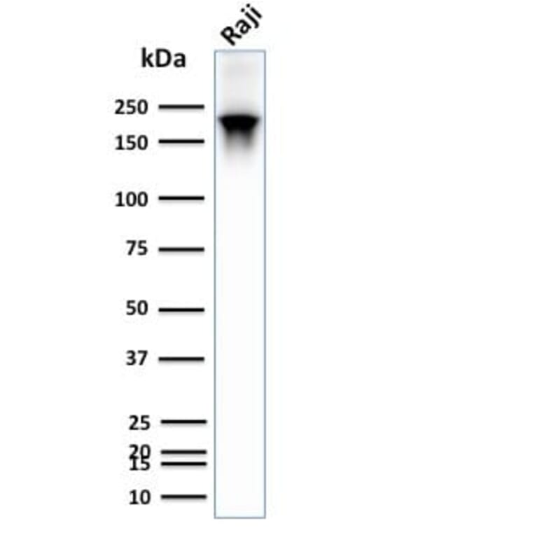 Wstern Blot - Anti-CD45RB Antibody [PTPRC/2877R] (CF®405S) (A354135) - Antibodies.com