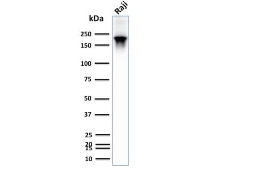 Wstern Blot - Anti-CD45RB Antibody [PTPRC/2877R] (CF®640R) (A354136) - Antibodies.com