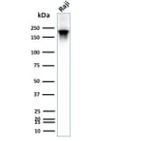 Wstern Blot - Anti-CD45RB Antibody [PTPRC/2877R] (CF®647) (A354137) - Antibodies.com