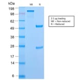 SDS-PAGE - Anti-CD45RB Antibody [PTPRC/2877R] (CF®594) (A354141) - Antibodies.com