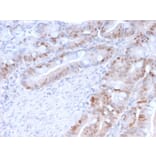 Immunohistochemistry (formalin-fixed, paraffin-embedded) - Anti-PCNA Antibody [PC5] (CF®568) (A354186) - Antibodies.com