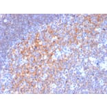 Immunohistochemistry (formalin-fixed, paraffin-embedded) - Anti-CD19 Antibody [CD19/3116] (CF®405S) (A354239) - Antibodies.com
