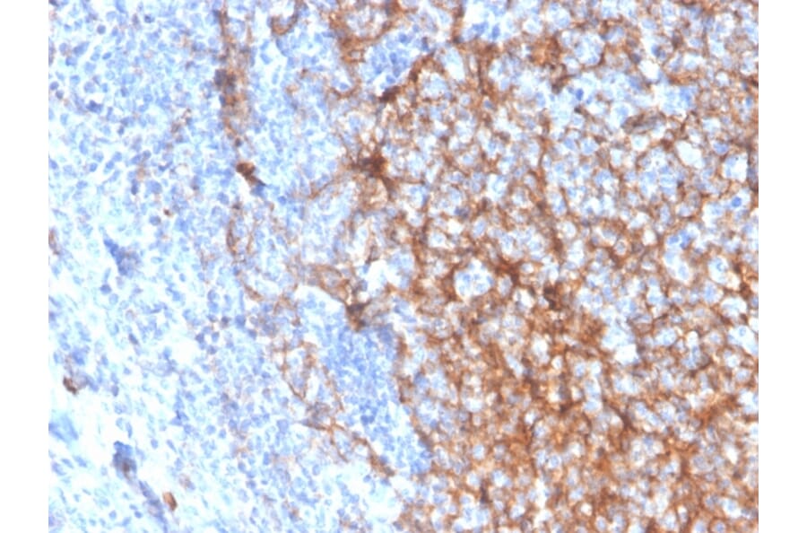 Immunohistochemistry (formalin-fixed, paraffin-embedded) - Anti-CD11b Antibody [ITGAM/3337] (CF®568) (A354291) - Antibodies.com