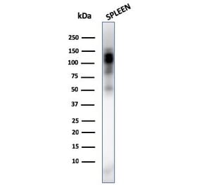 Wstern Blot - Anti-CD11b Antibody [ITGAM/3338] (CF®405S) (A354296) - Antibodies.com