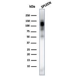 Wstern Blot - Anti-CD11b Antibody [ITGAM/3338] (CF®568) (A354299) - Antibodies.com