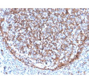 Immunohistochemistry (formalin-fixed, paraffin-embedded) - Anti-CD11b Antibody [ITGAM/3340] (CF®640R) (A354313) - Antibodies.com