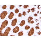 Immunohistochemistry (formalin-fixed, paraffin-embedded) - Anti-MUC5AC Antibody [rMUC5AC/3779] (Biotin) (A354423) - Antibodies.com