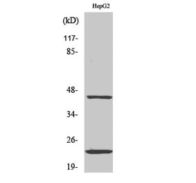 Western blot - CD83 Polyclonal Antibody from Signalway Antibody (40707) - Antibodies.com