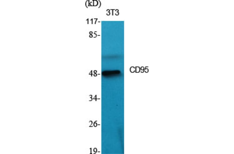 Western blot - CD95 Polyclonal Antibody from Signalway Antibody (40709) - Antibodies.com