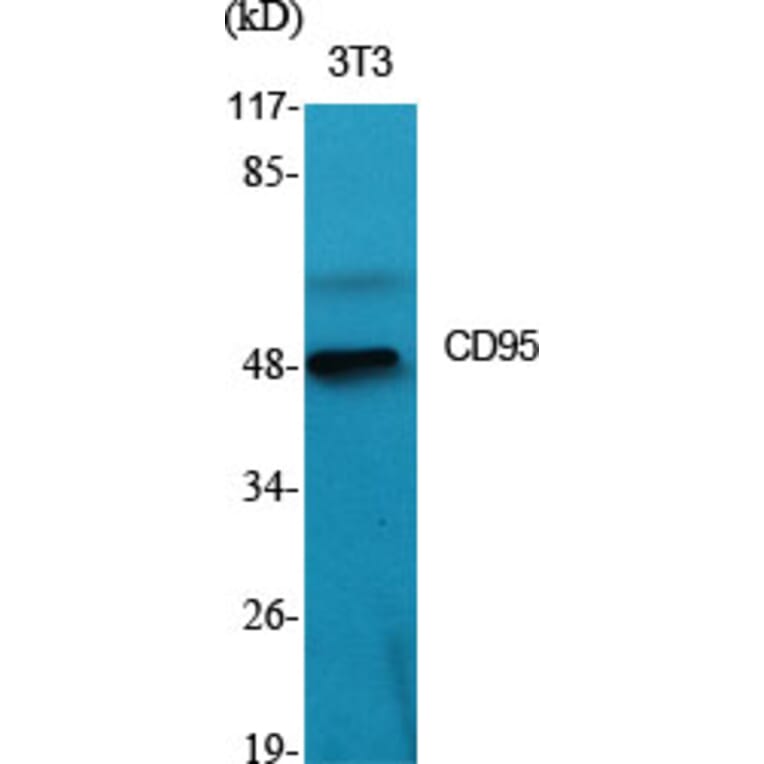 Western blot - CD95 Polyclonal Antibody from Signalway Antibody (40709) - Antibodies.com