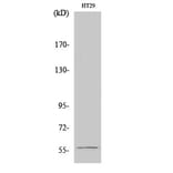 Western blot - Chk1 Polyclonal Antibody from Signalway Antibody (40740) - Antibodies.com