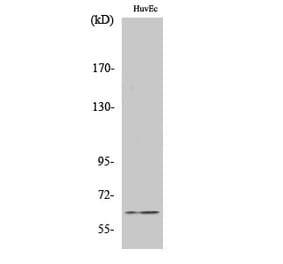Western blot - Chk2 Polyclonal Antibody from Signalway Antibody (40742) - Antibodies.com