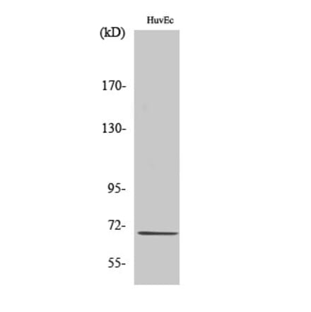 Western blot - CTPS Polyclonal Antibody from Signalway Antibody (40795) - Antibodies.com