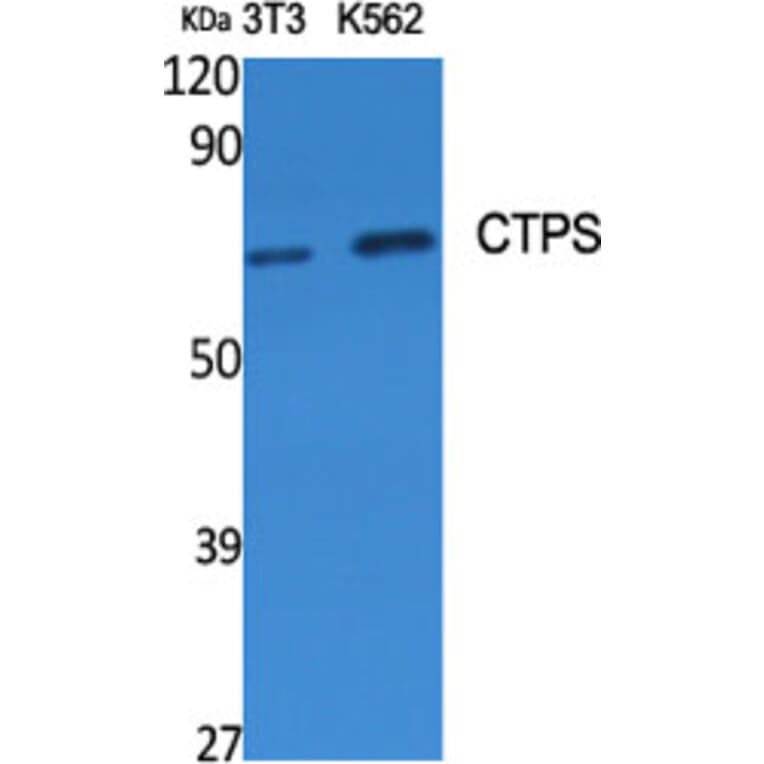 Western blot - CTPS Polyclonal Antibody from Signalway Antibody (40795) - Antibodies.com