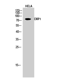 Western blot - DRP1 Polyclonal Antibody from Signalway Antibody (40853) - Antibodies.com