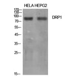 Western blot - DRP1 Polyclonal Antibody from Signalway Antibody (40853) - Antibodies.com